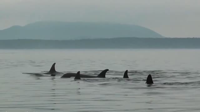 HD compilation of wild orca killer whales swimming