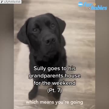 Black Labrador has cutest reaction when told he's going to see grandparents