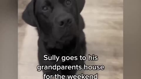 Black Labrador has cutest reaction when told he's going to see grandparents