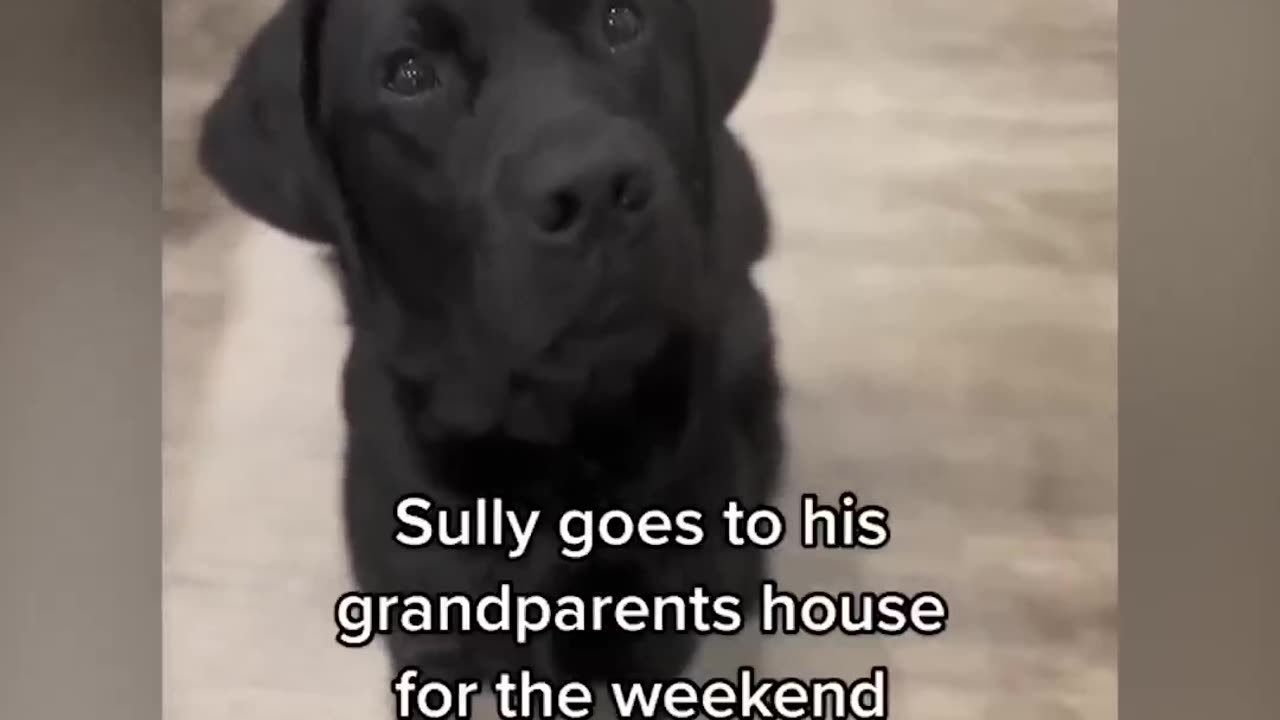 Black Labrador has cutest reaction when told he's going to see grandparents