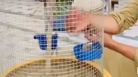 Unique idea for birds keeping