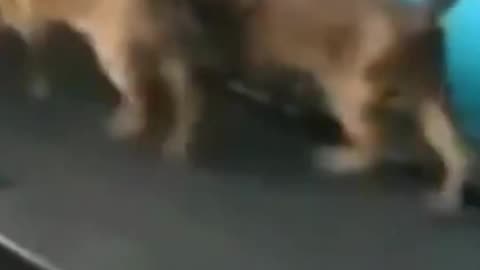 funny_animals😂#shorts