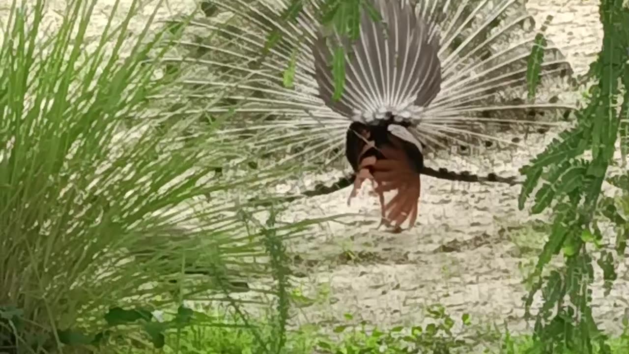 Peacock dance in Villages