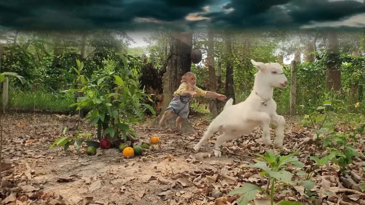 Funniest animals video ,best monkey cutis #funmiestpets#funnypet