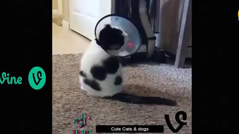 Funny animal