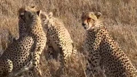 "Sprinting Elegance: The Astonishing Speed and Beauty of Cheetahs"