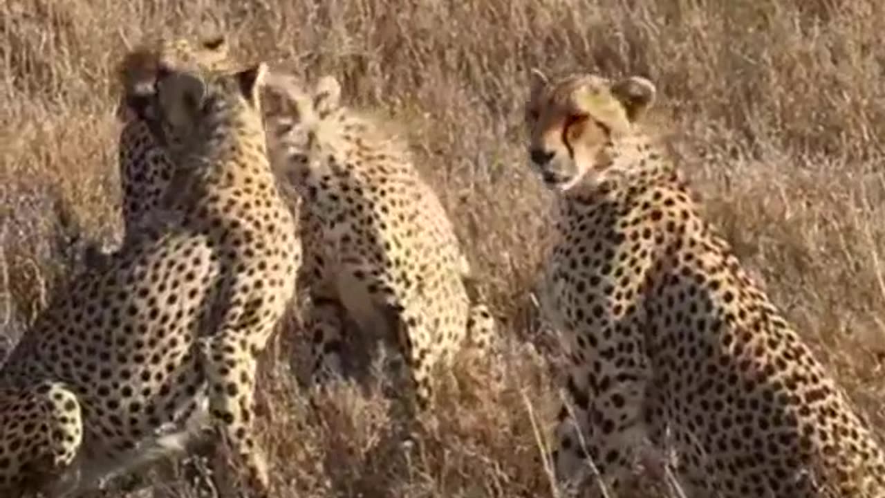 "Sprinting Elegance: The Astonishing Speed and Beauty of Cheetahs"