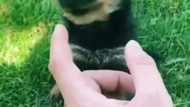 Bulldog Puppy Throws An Adorable Temper Tantrum