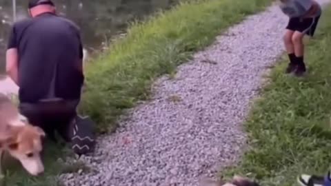 Funny animal videos with human's