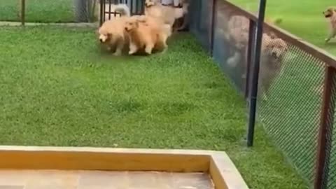 So many puppies # funny # funnyvideos # fy # fyp