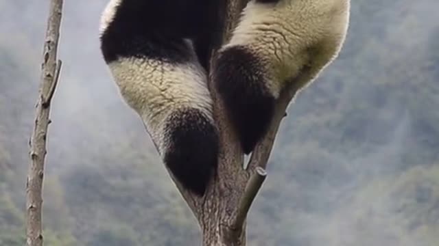So I ate your dog food Panda