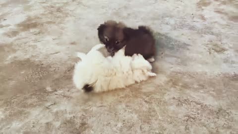 Cute Dogs Fight