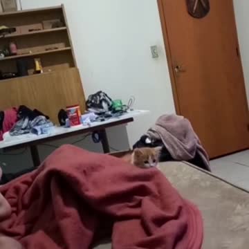 I tinha i saw a kitten