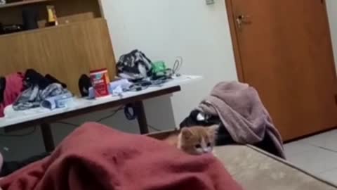 I tinha i saw a kitten