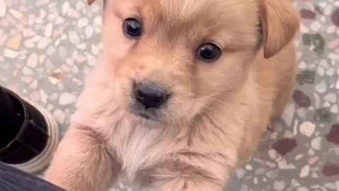 Funny Dogs
