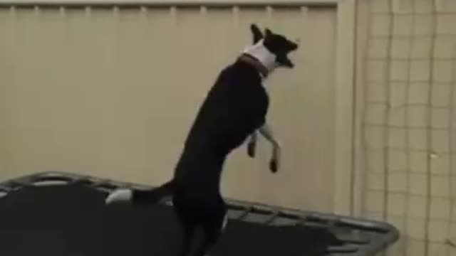 A dog playing on a trampoline.