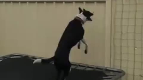 A dog playing on a trampoline.