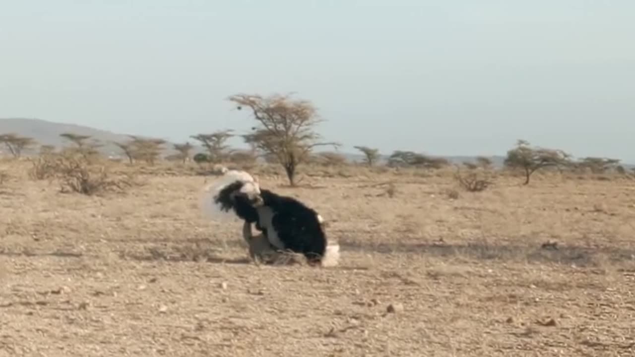 Ostrich mating