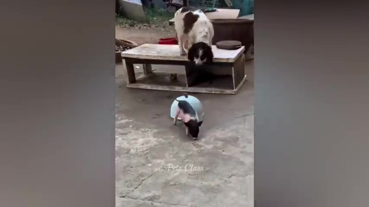 Funny Animal Videos