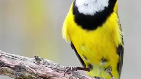 Bird song cute