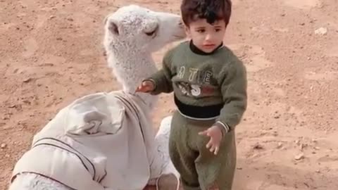 Boy playing with White Camel 🐪