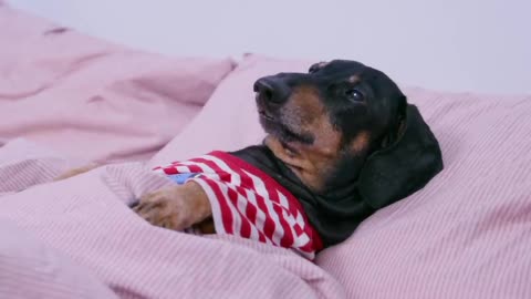 funny dog video!!!!!