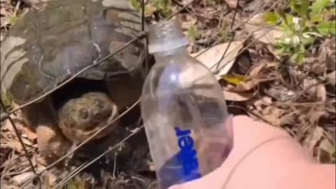 Turtle drunk water