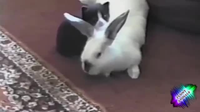 Funny animals