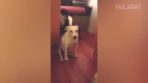 LAUGH Compilation of Adorably Derpy Dogs - Not the Smartest, but the Cutest Canines