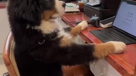 Funny animals videos 😻😻
