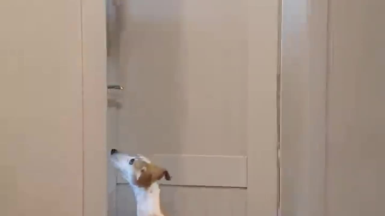 Funniest pets😁😁