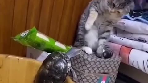 Funniest Animals 2023 Funniest cat and Dogs