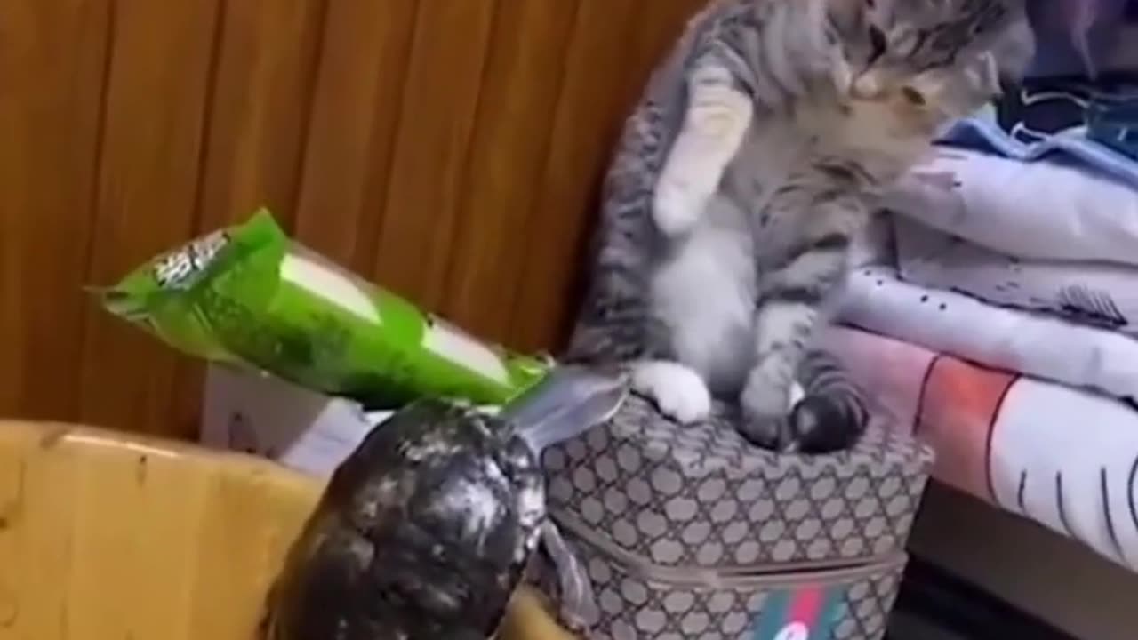 Funniest Animals 2023 Funniest cat and Dogs