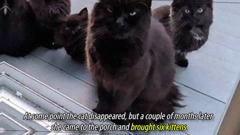 Stray Cat Brings All Her Kittens To A Woman Who Gave Her Food