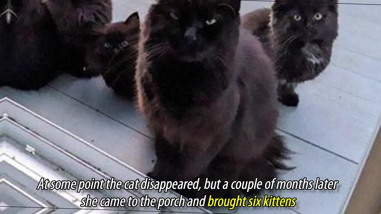 Stray Cat Brings All Her Kittens To A Woman Who Gave Her Food