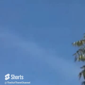 Vid of butterfly migration through Arizona on the way to California see the shape and flapping