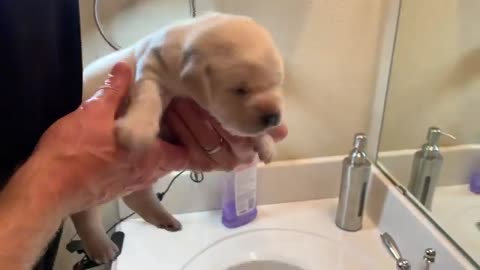 FLASHBACK FRIDAY! Lab Puppy Patty has her FIRST bath - So cute!