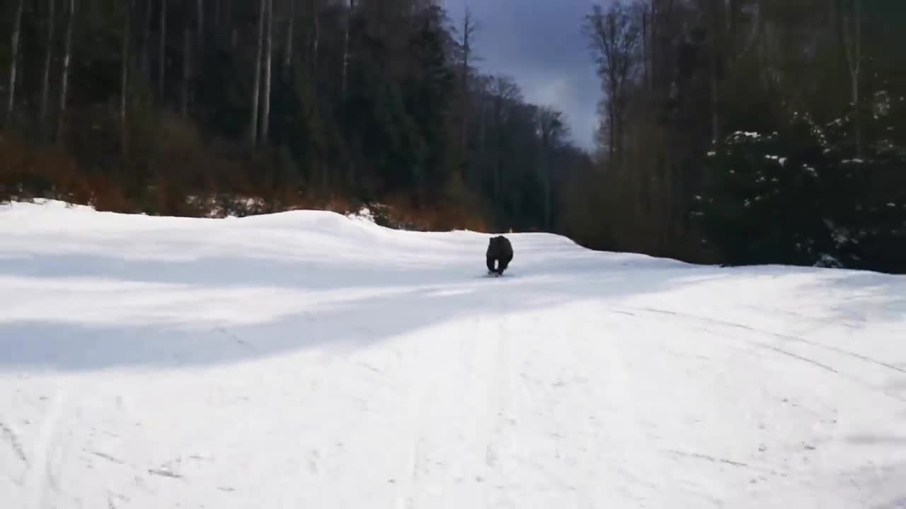 Skiing with the bear on the slope - 9 Martie 2021, Partia Cocosul Predeal Romania, by Mister Fox