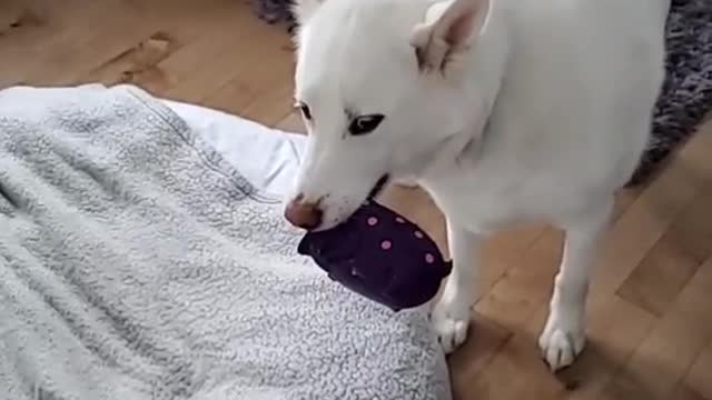 Get a husky they said......