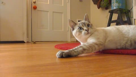 Kitten Playing With Toy