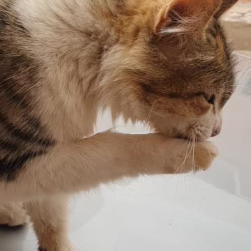 Cute and funny cat videos woow