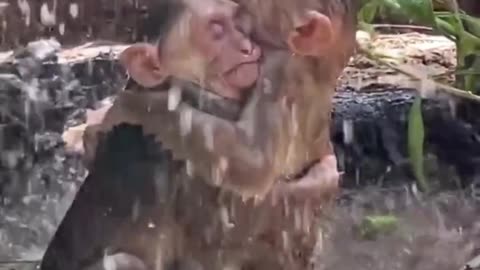 Monkeys 🐵🐒 singing in ☔#monkey#weather#safari