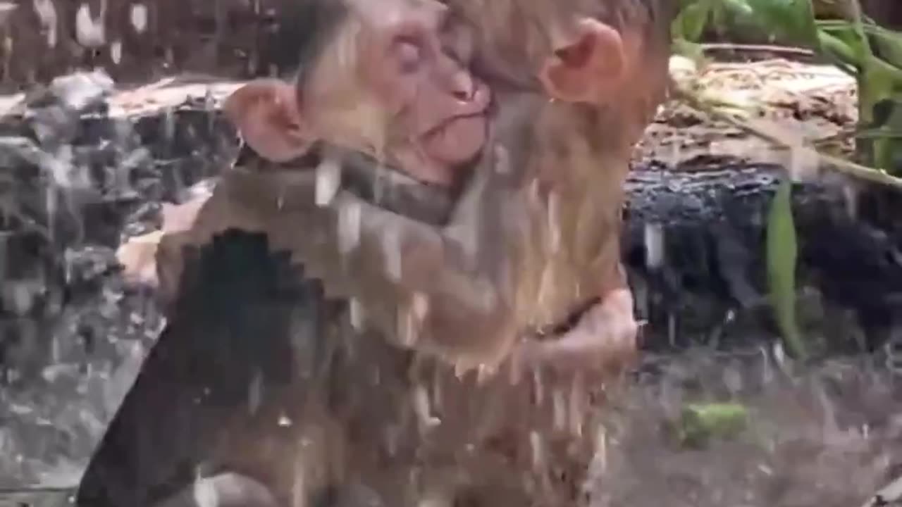 Monkeys 🐵🐒 singing in ☔#monkey#weather#safari