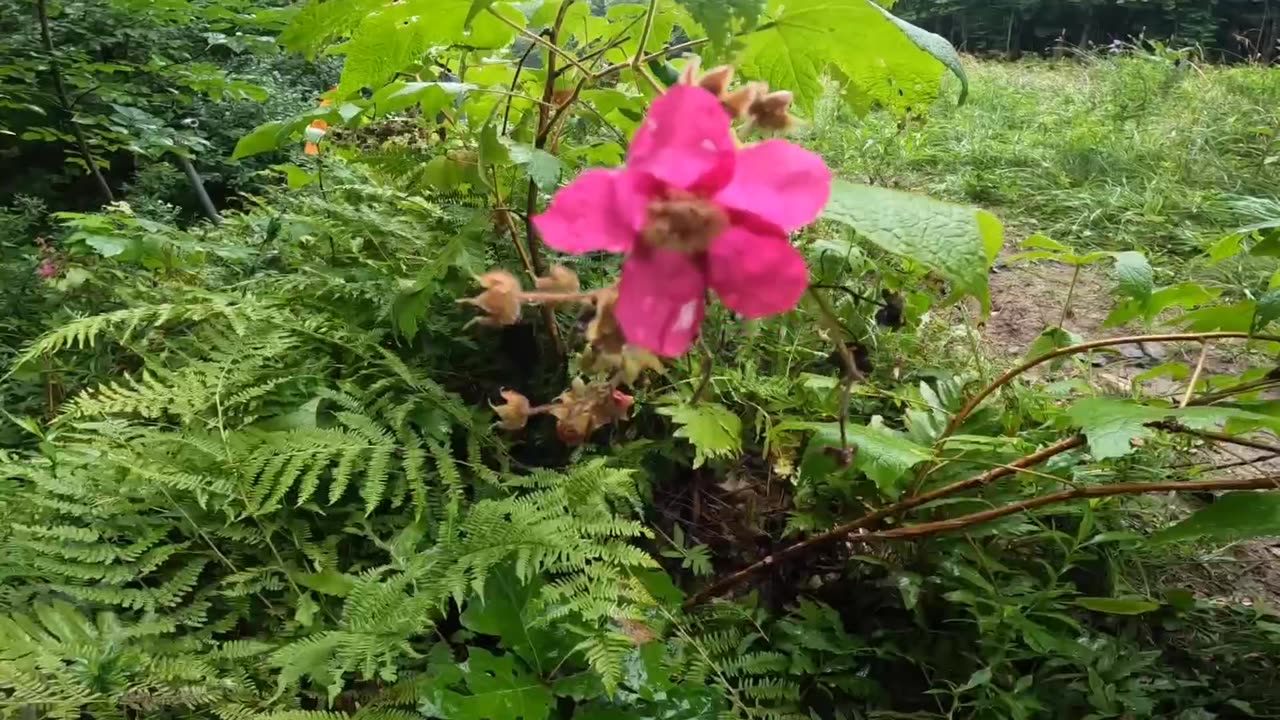 Flowering Raspberry