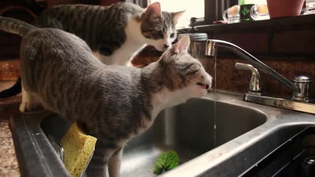 Two inquisitive tabby cat enjoy sipping water from a running kitchen faucet