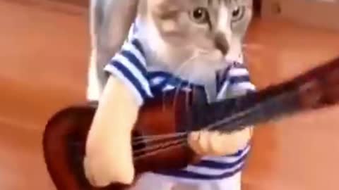 Cat with guitar