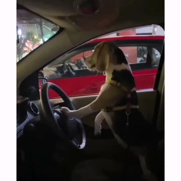 "Paws on the Horn: The Curious Case of Dogs and Car Horns"