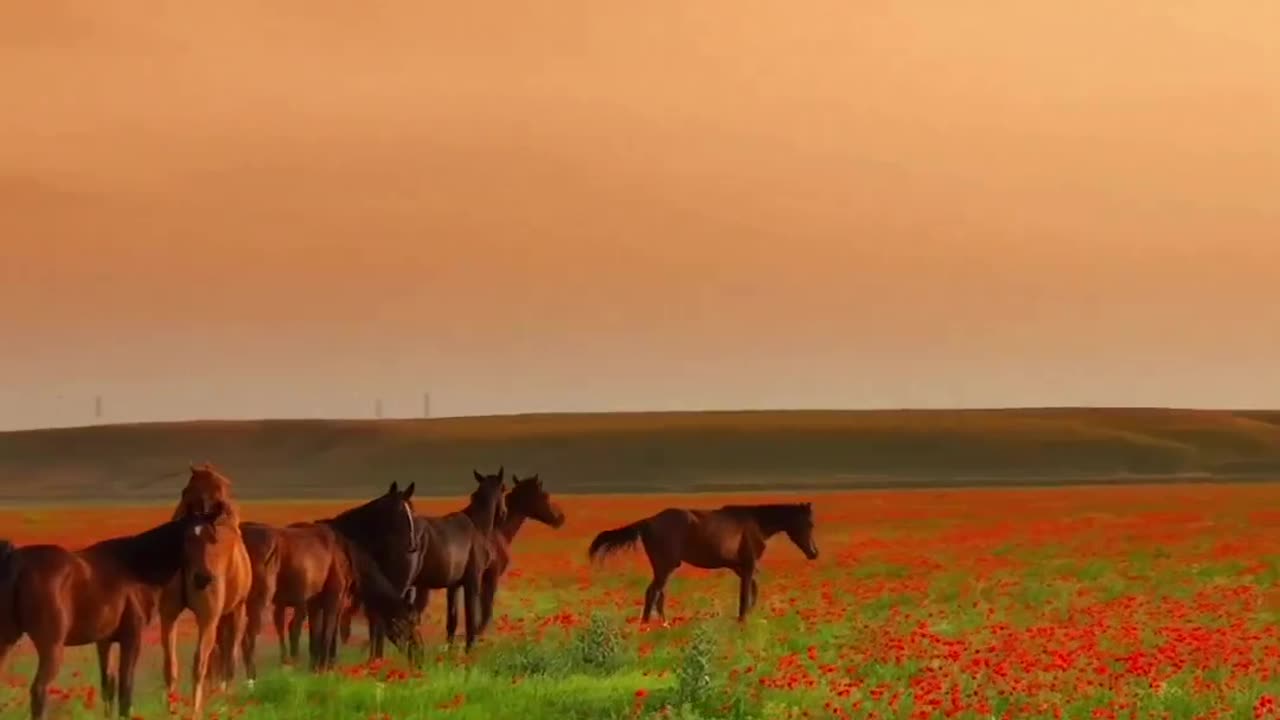 Horse flying on flowers 🌺