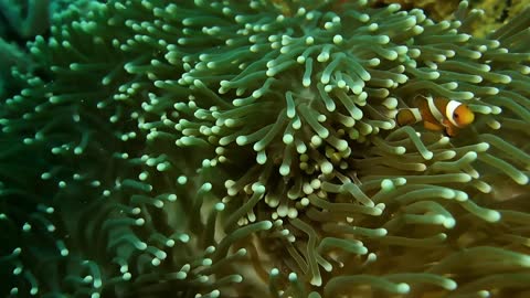 beautiful fish swimming through the coral reef .