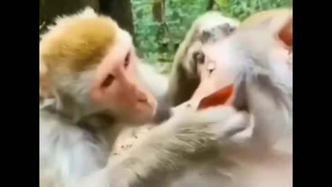 Monkey funny video